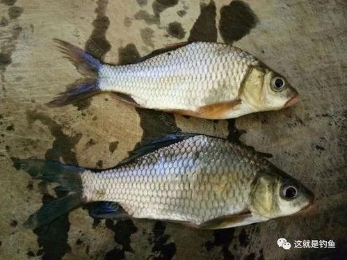 日本进口鲫鲤爆料视频,视频爆料揭示惊人真相 第1张 日本进口鲫鲤爆料视频,视频爆料揭示惊人真相 第1张