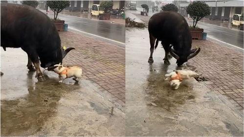 水牛配方爆料视频播放,爆款视频背后的播放奇迹 第2张 水牛配方爆料视频播放,爆款视频背后的播放奇迹 第2张